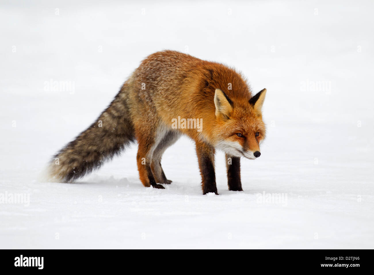 Red Fox (Vulpes vulpes) protetto da una spessa cappotto invernale contro il freddo a caccia nella neve in inverno Foto Stock