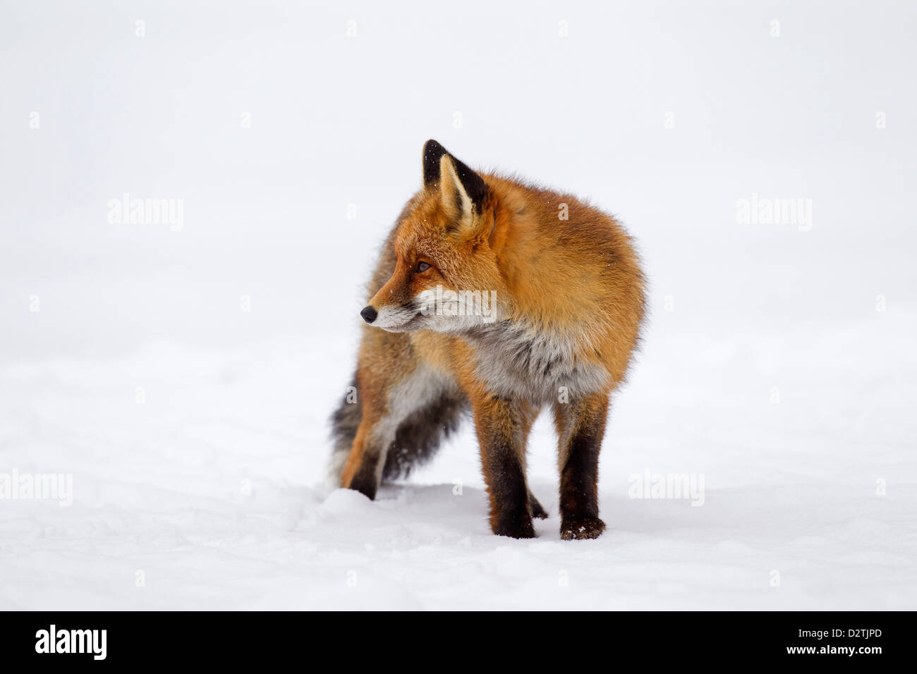 Red Fox (Vulpes vulpes) protetto da una spessa cappotto invernale contro il freddo a caccia nella neve in inverno Foto Stock