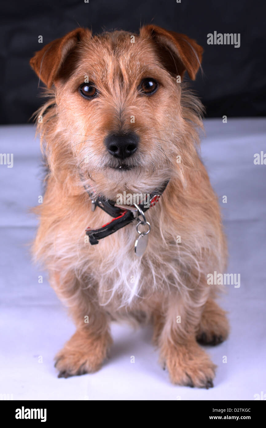 Jack Russell Terrier di confine incrociate 2 anni vecchio cane in posa con un aspetto strano. Foto Stock