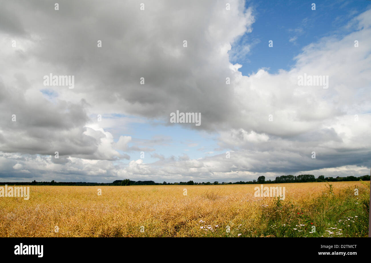 Nuvole temporalesche raccolta su campi Histon Cambridgeshire England Regno Unito Foto Stock