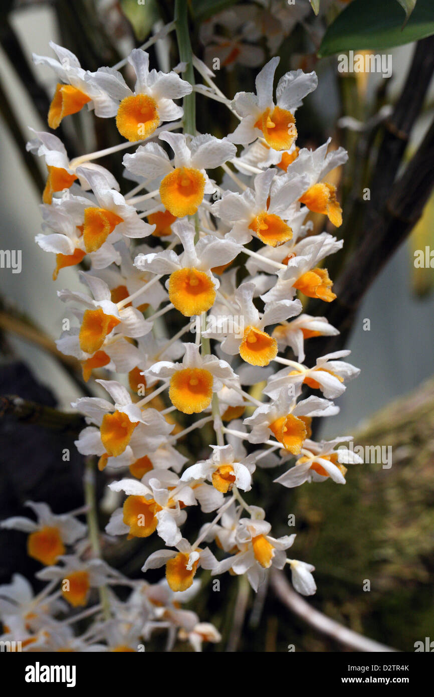 Pine Cone-Like racemo Dendrobium, Dendrobium thyrsiflorum, Orchidaceae. Himalaya, Cina, Tailandia, in Birmania, in Asia tropicale. Orchid Foto Stock