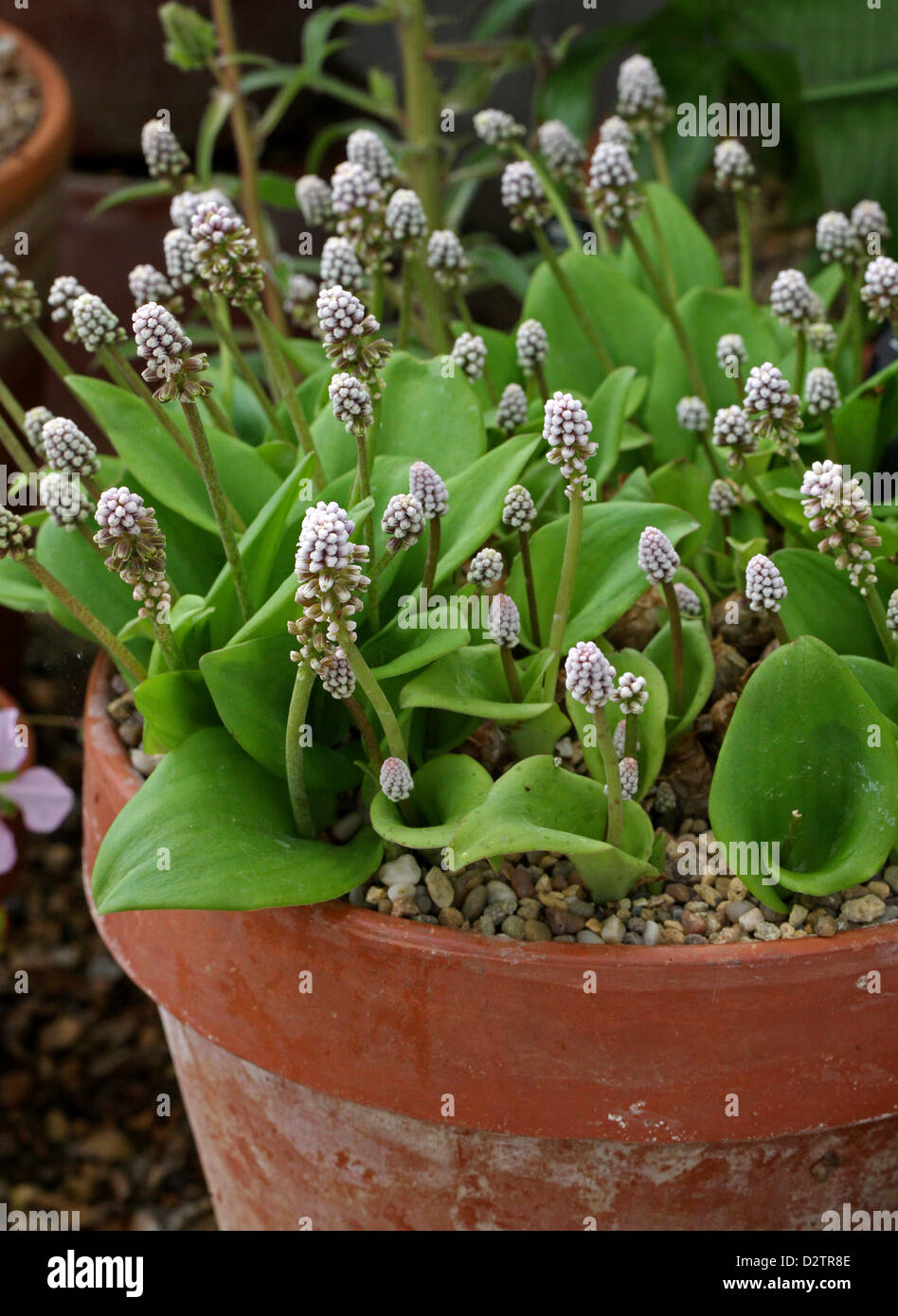 Little White soldati, Drimiopsis maculata, Asparagaceae (Hyacinthaceae). Sud Africa. Foto Stock