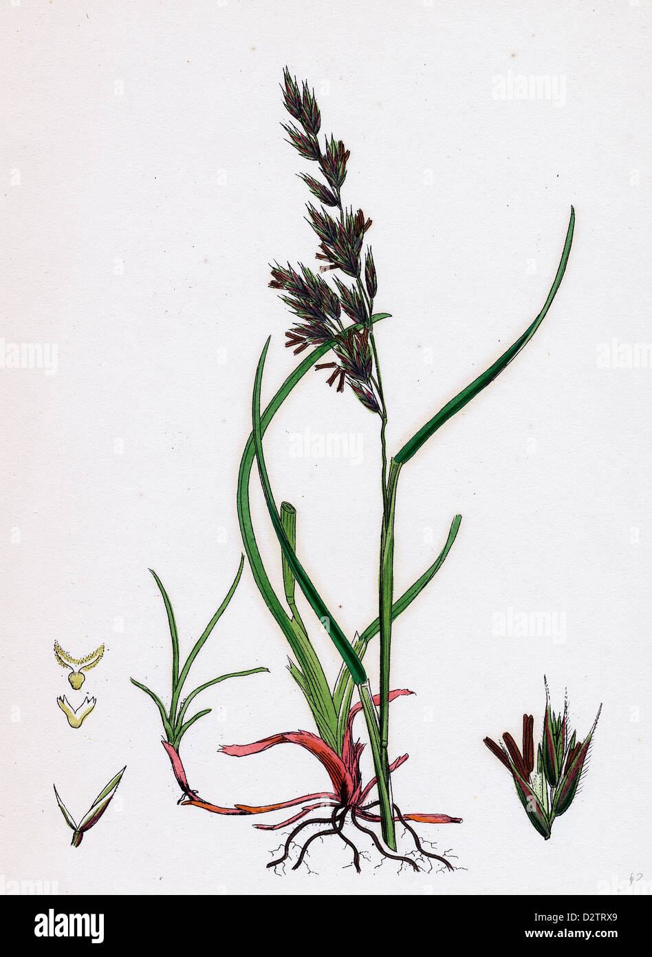 Festuca arenaria Creeping Festuca-erba Foto Stock