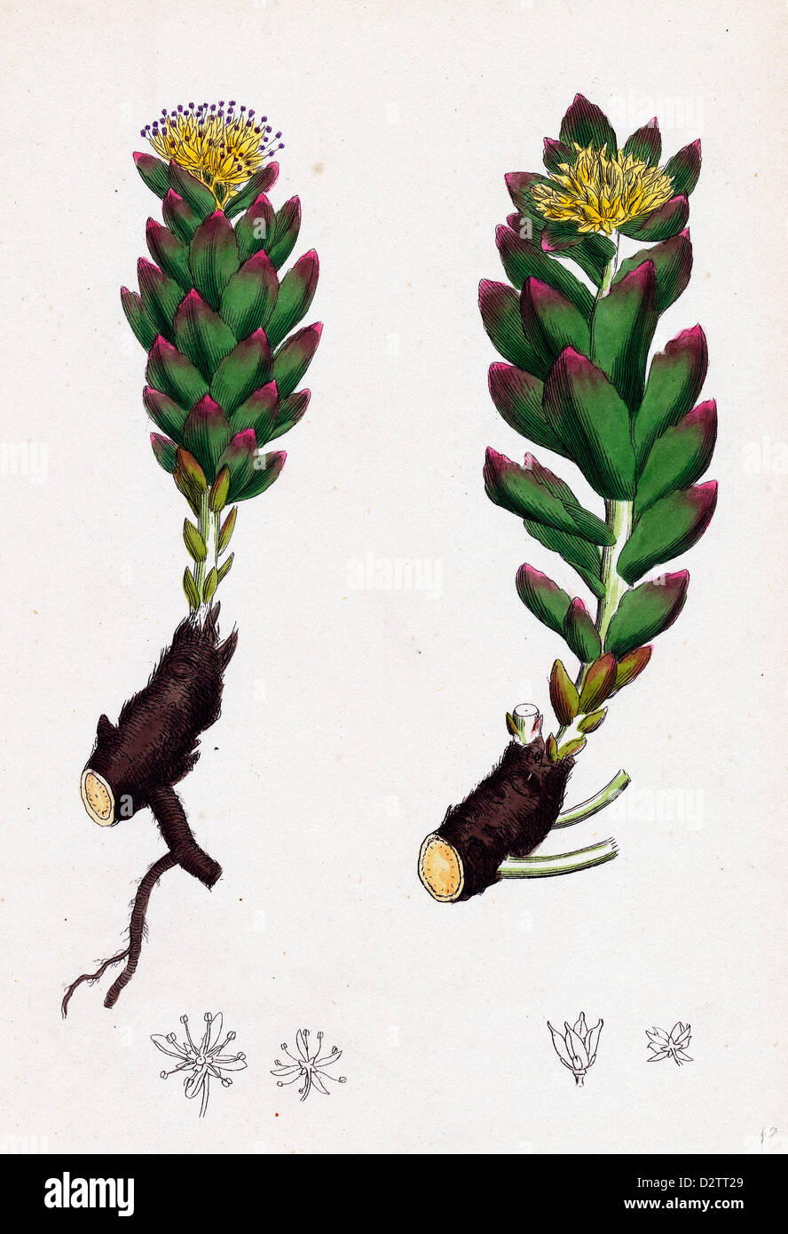 Sedum Rhodiola; rosa-root Foto Stock