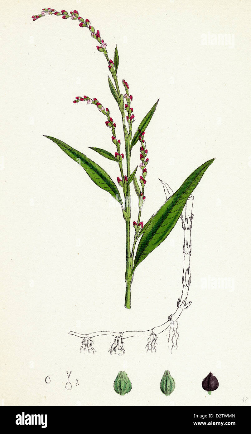 Polygonum Hydropiper; Acqua pepe Foto Stock