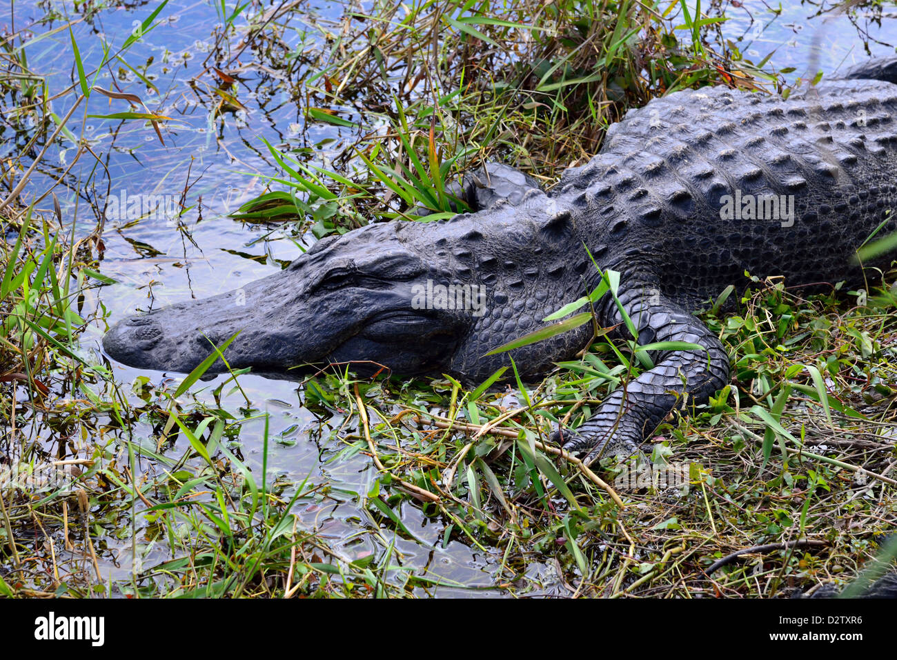 Un coccodrillo nella palude. Il parco nazionale delle Everglades, Florida, Stati Uniti d'America. Foto Stock
