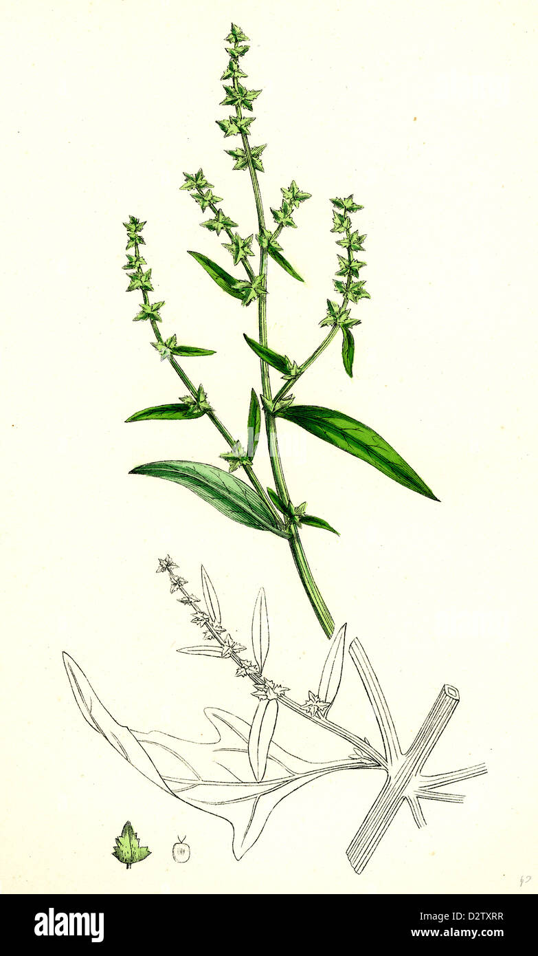 Atriplex patula, var. angustifolia; strette-lasciava Orache, var. a. Foto Stock