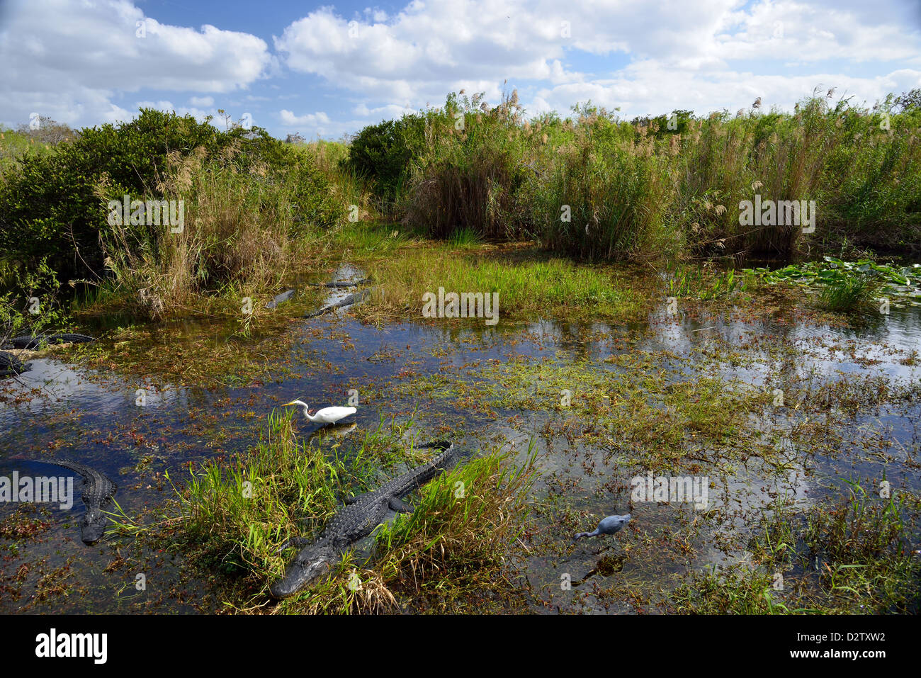 Snapshot dell'eco-sistema, alligatori e uccelli vivono fianco a fianco nella palude. Il parco nazionale delle Everglades, Florida, Stati Uniti d'America. Foto Stock