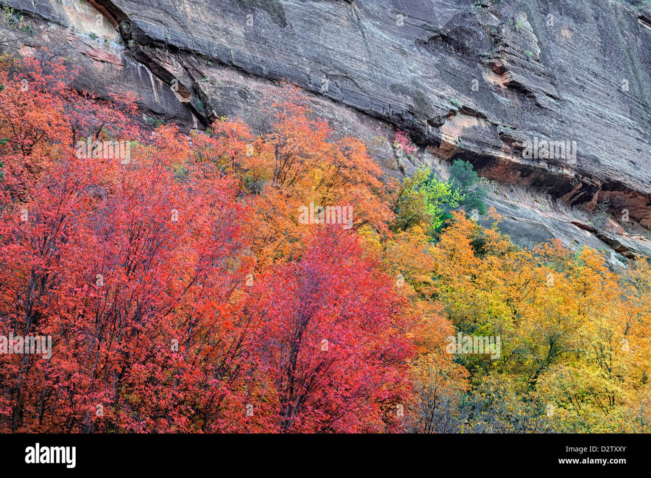 Rosso dente di grandi alberi di acero dominano il colore di autunno in Zion Canyon dello Utah e il Parco Nazionale di Zion. Foto Stock