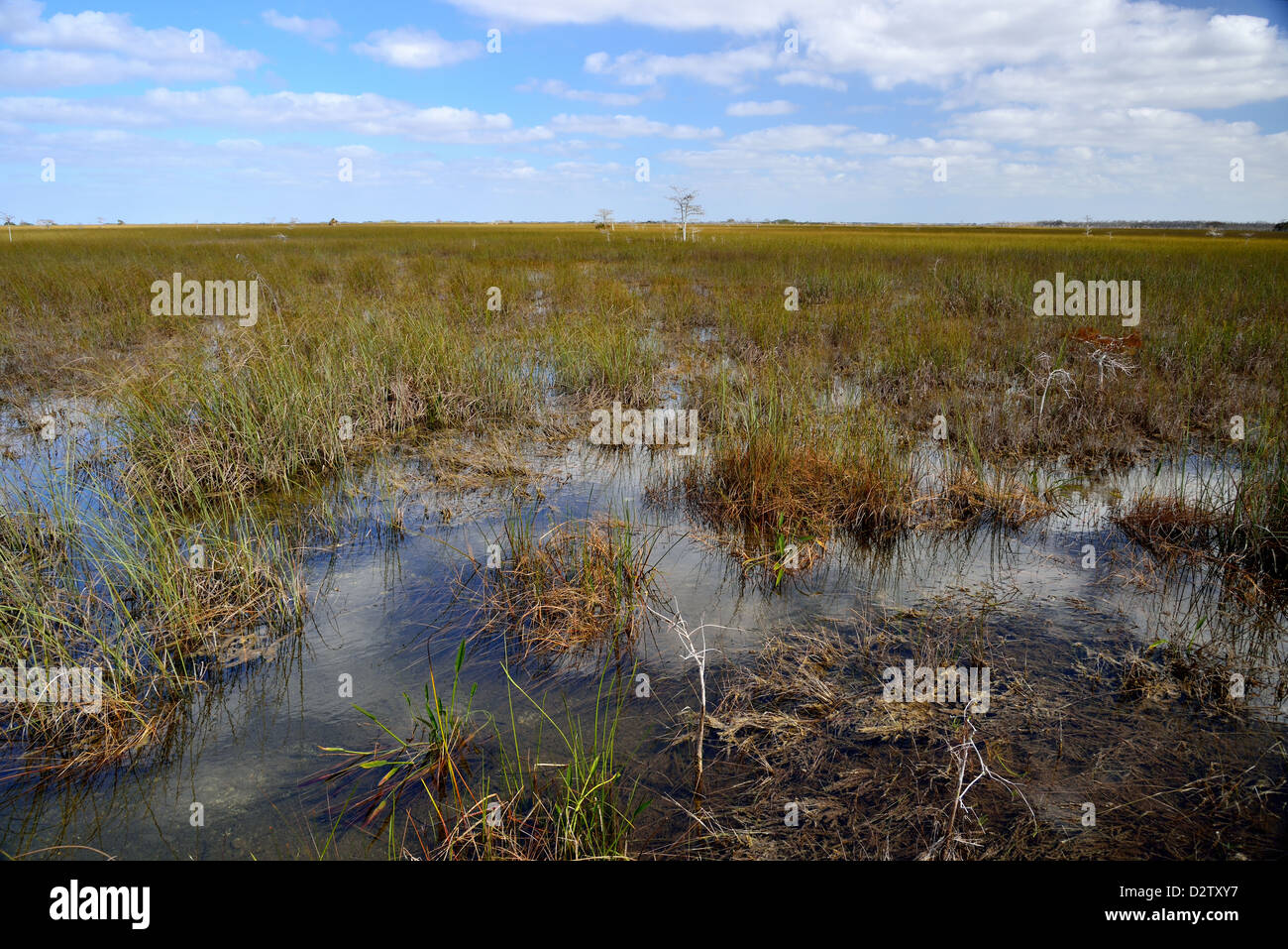 Lento fluire acqua in falasco palude. Il parco nazionale delle Everglades, Florida, Stati Uniti d'America. Foto Stock