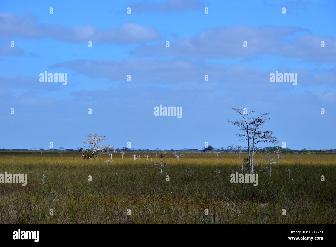 Cipresso calvo alberi in falasco palude. Il parco nazionale delle Everglades, Florida, Stati Uniti d'America. Foto Stock