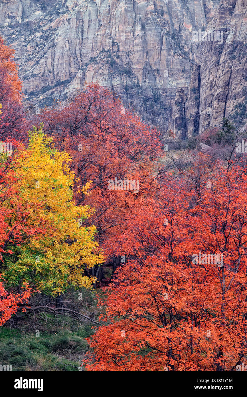 Rosso dente di grandi alberi di acero dominano il colore di autunno in Zion Canyon dello Utah e il Parco Nazionale di Zion. Foto Stock