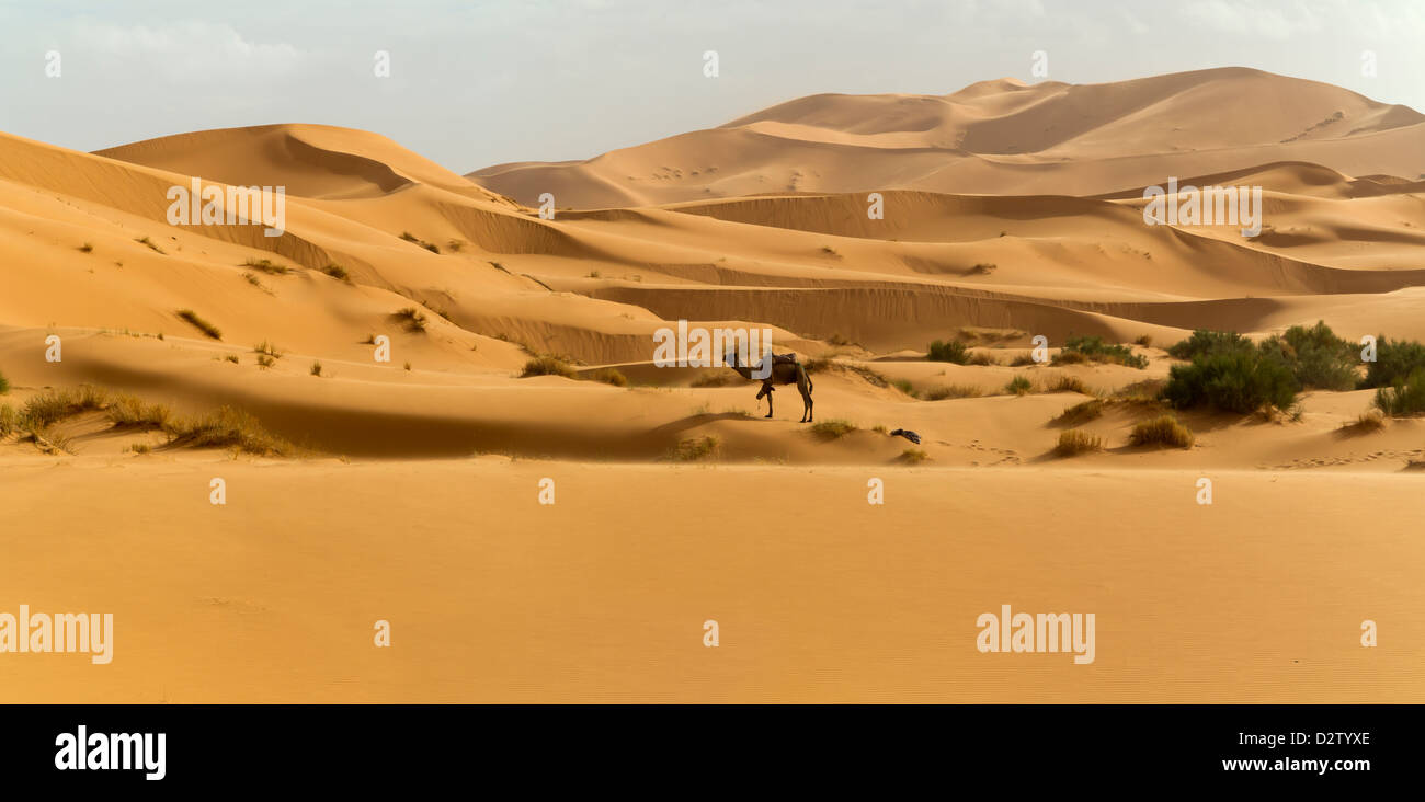 Panoramica del cammello hobbled in cerca di cibo nel deserto di Erg Chebbi vicino a dune di Merzouga, Marocco, Africa del Nord Foto Stock