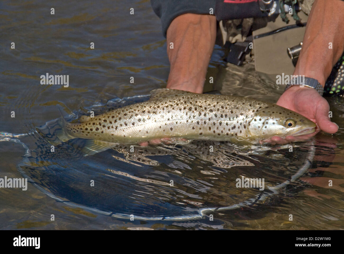 Guidato cattura e rilascio di Pesca a Mosca Report di Pesca sul Red Deer River,Alberta, Canada con Tailwater Drifters servizio guida. Foto Stock