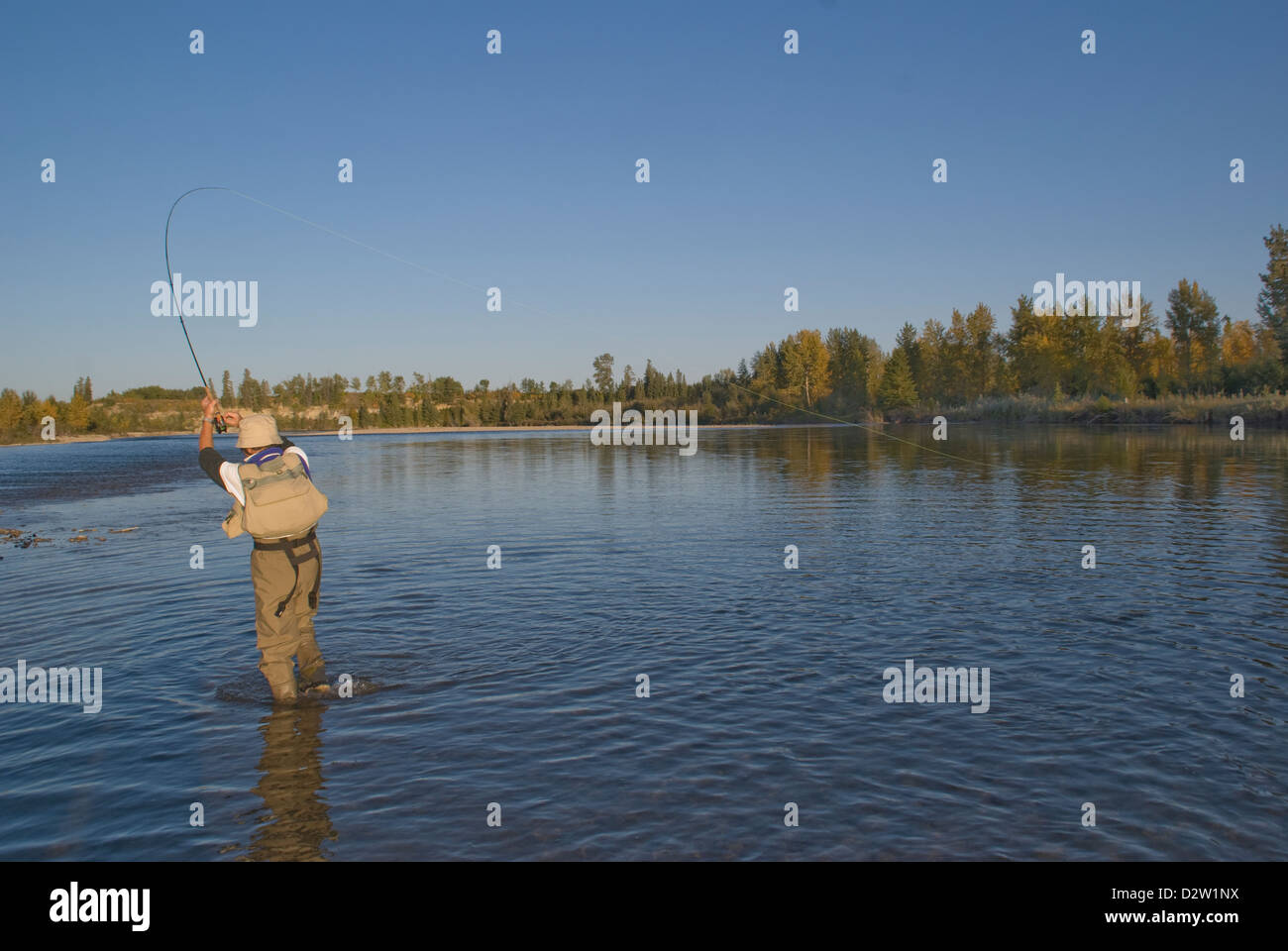 Pesca a Mosca per la trota marrone sul Red Deer River, Alberta, Canada Foto Stock