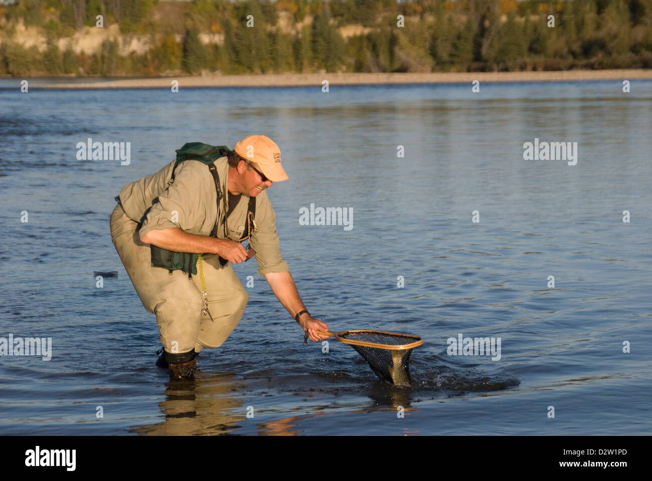 Pesca a Mosca per la trota marrone sul Red Deer River, Alberta, Canada Foto Stock