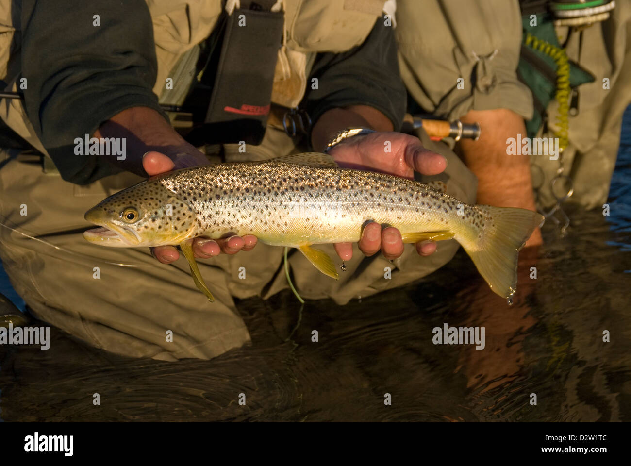Pesca a Mosca per la trota marrone sul Red Deer River, Alberta, Canada Foto Stock