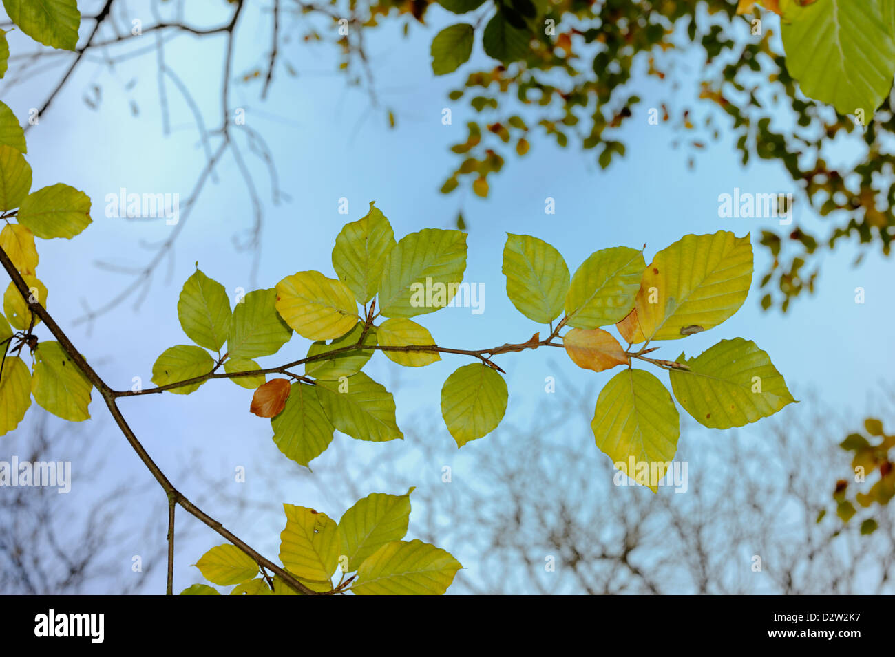 I colori autunnali di faggio le foglie in autunno, il Galles. Foto Stock