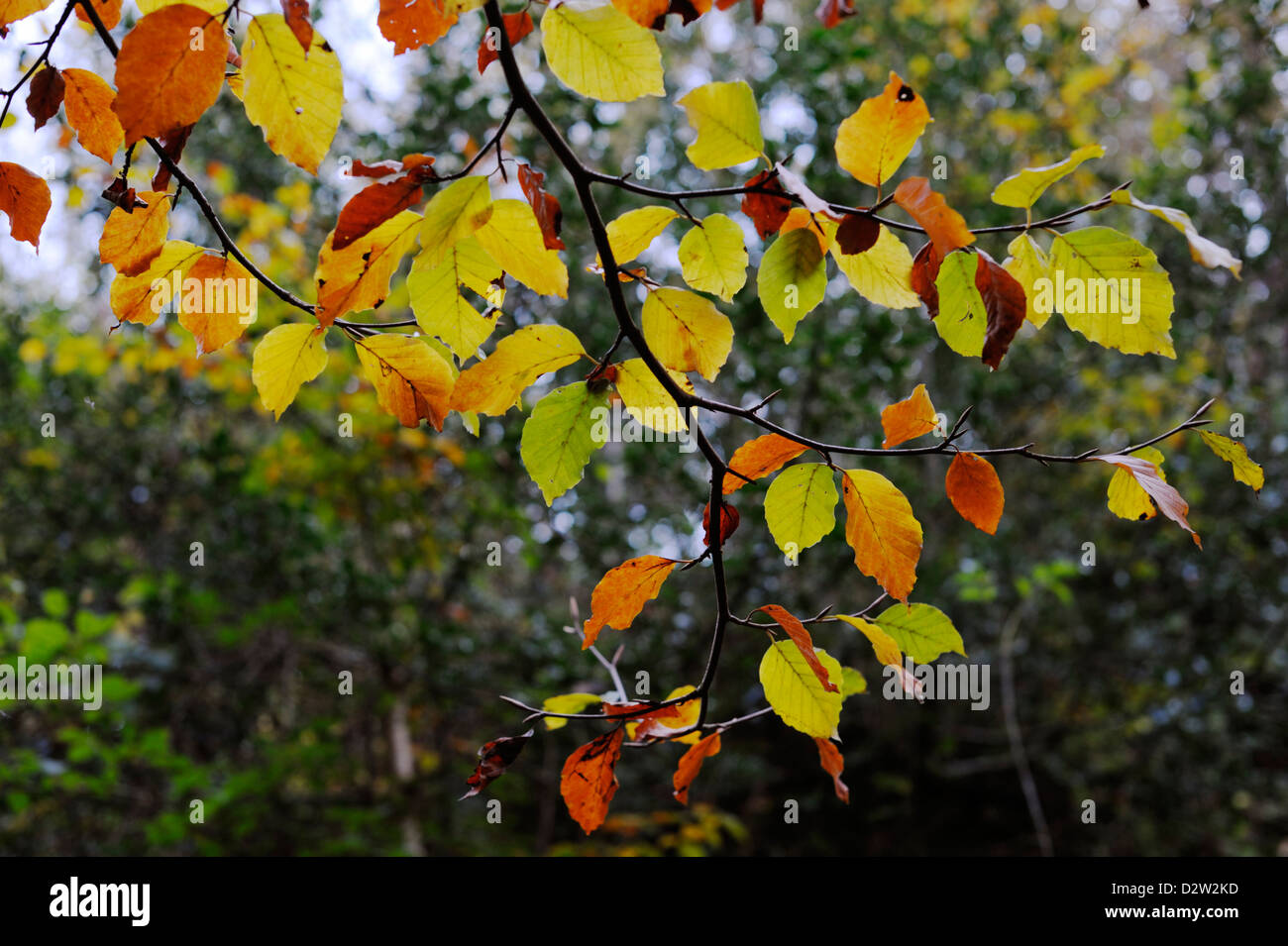 Colori autunnali di foglie di faggio in autunno, Galles, Regno Unito. Foto Stock