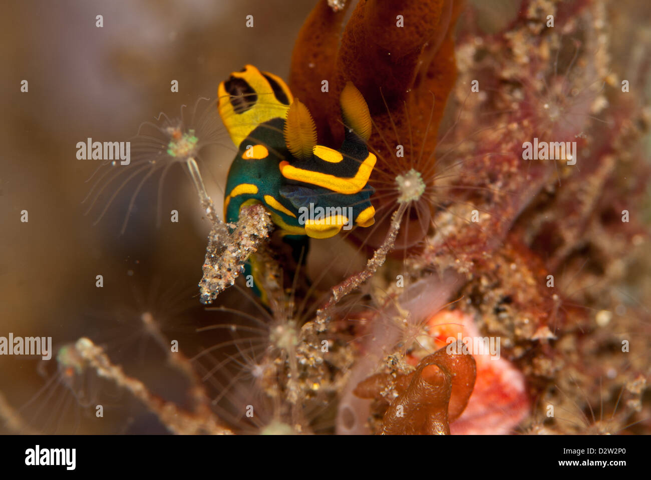 Un minuscolo Nembrota nudibranch sea slug si siede sul hydroids Foto Stock