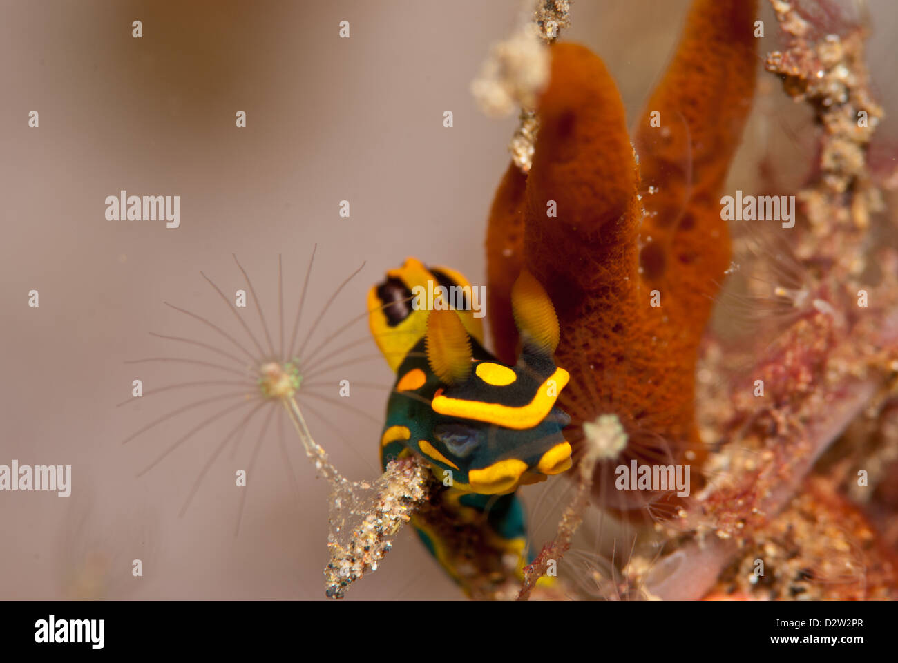 Un minuscolo Nembrota nudibranch sea slug si siede sul hydroids Foto Stock
