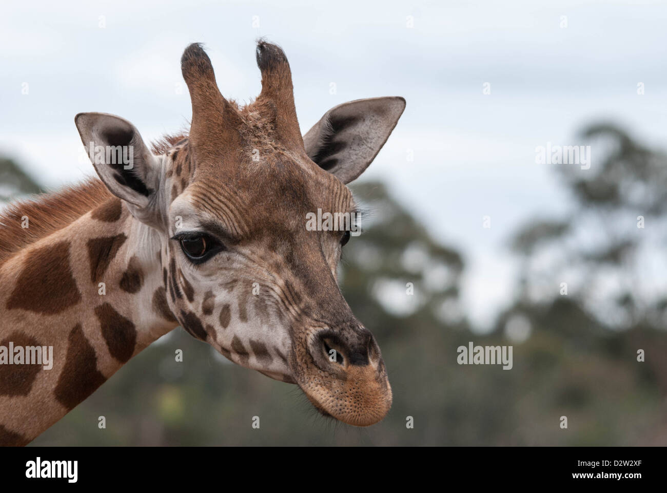 Un close-up immagine di un curioso giraffe Foto Stock