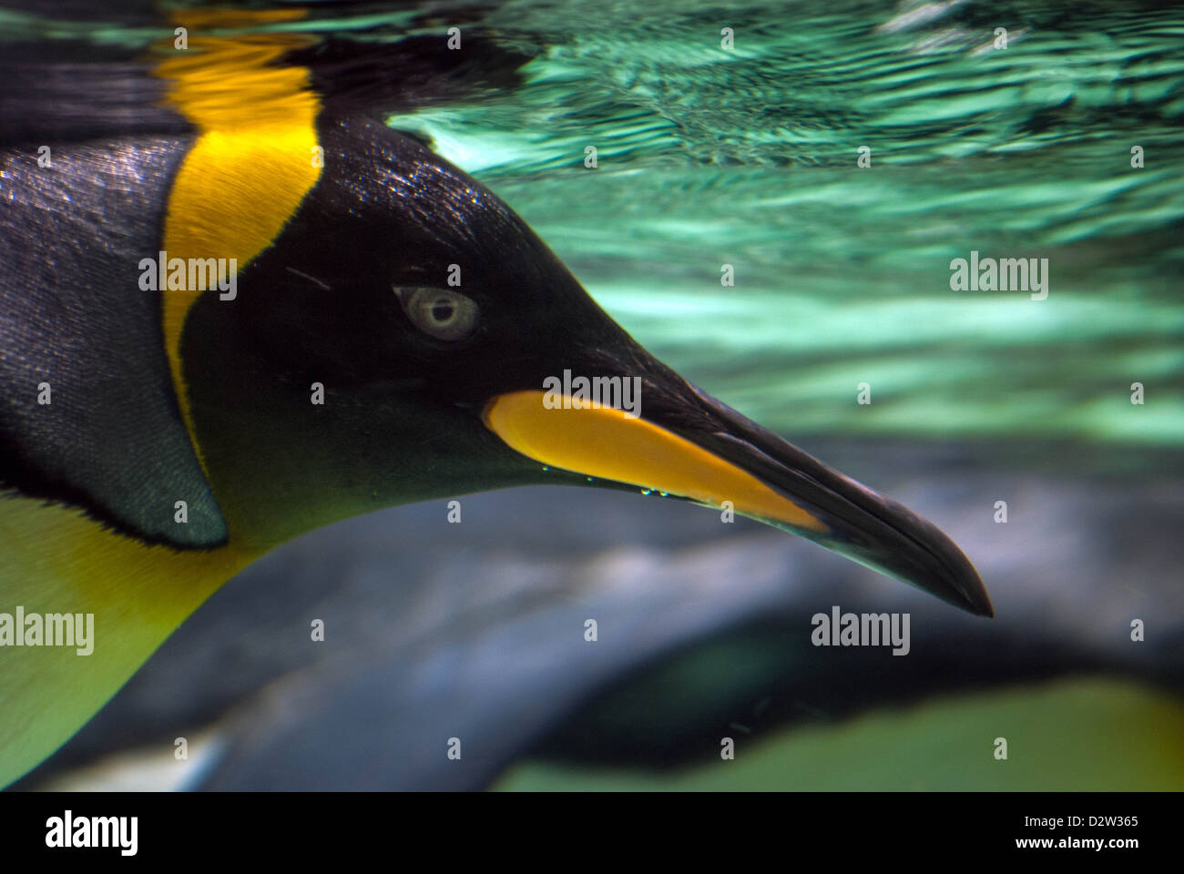 Un close-up profilo riprese subacquee di un pinguino reale la testa con dettagli sottili dell'occhio, becco e piumaggio colorato Foto Stock