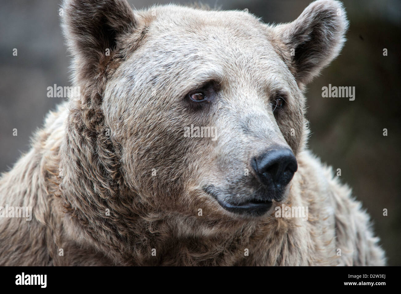 Ritratto ravvicinato di un orso Kodiak (Ursus arctos middendorffi) che mostra dettagli del viso e uno sguardo attento e concentrato. Foto Stock