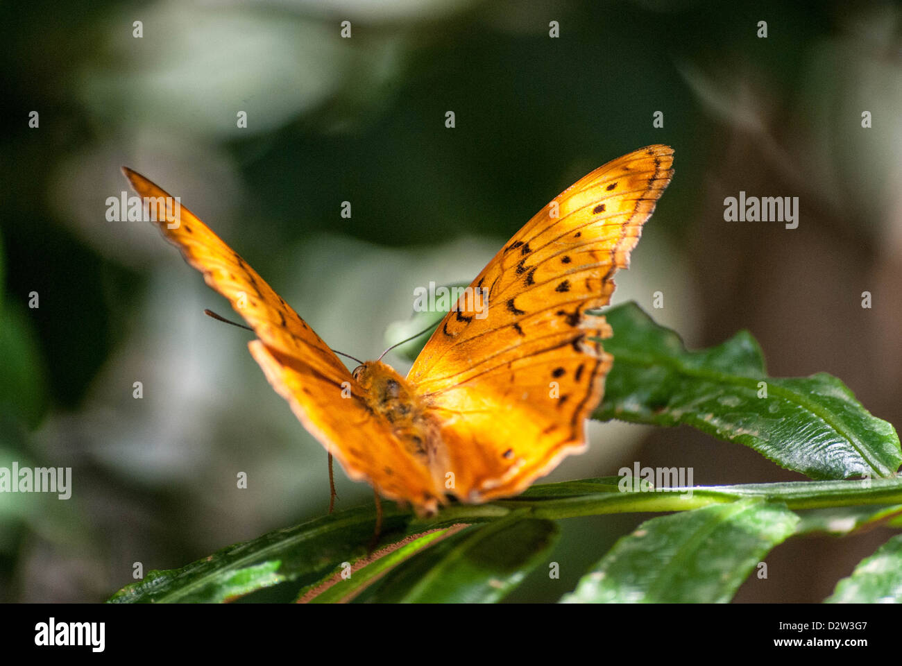 Un bel colore arancione farfalla apre le sue ali pronte a prendere il volo dalla foglia dove si è arrampicato. Foto Stock