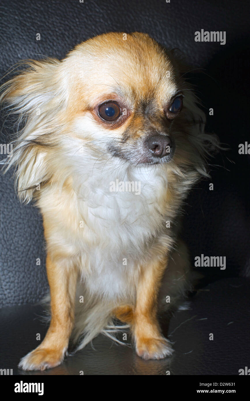 Vista dettagliata del chihuahua cucciolo Foto Stock