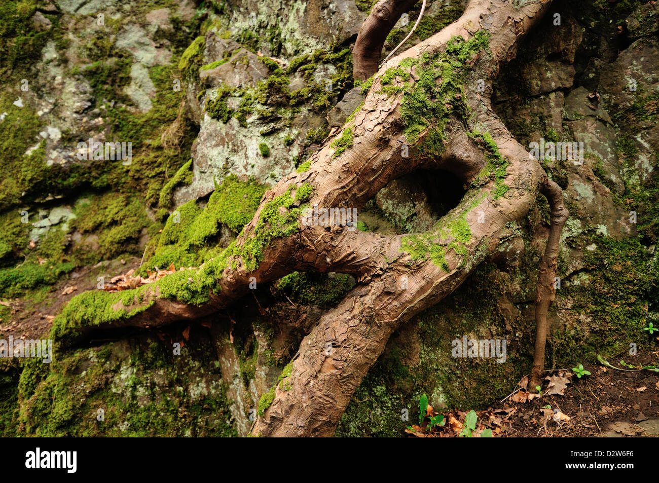 Strano tree root in Alva Glen che sembra aver diviso e si ricongiunse con sé verso il basso Foto Stock