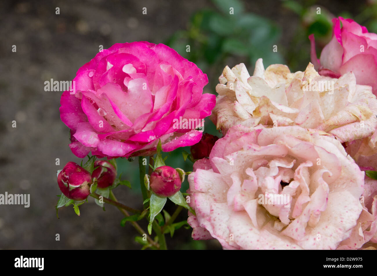 Acropoli di Rose Foto Stock