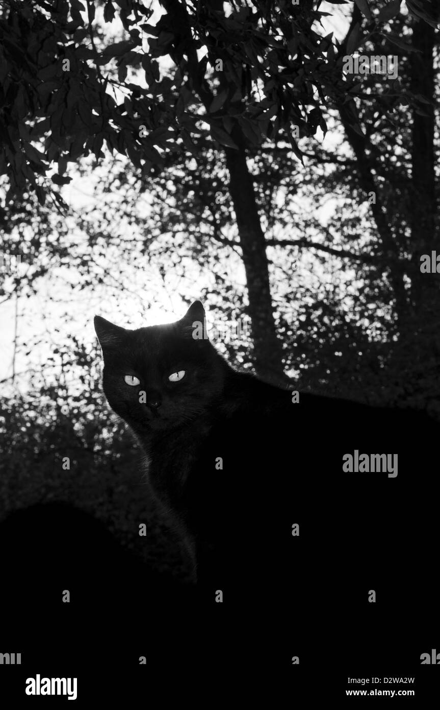 Gatto nero occhi nell'ombra di una foresta Foto Stock