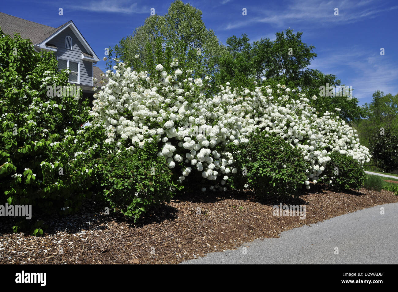 Snowball bush (Viburnum opulus ) Foto Stock