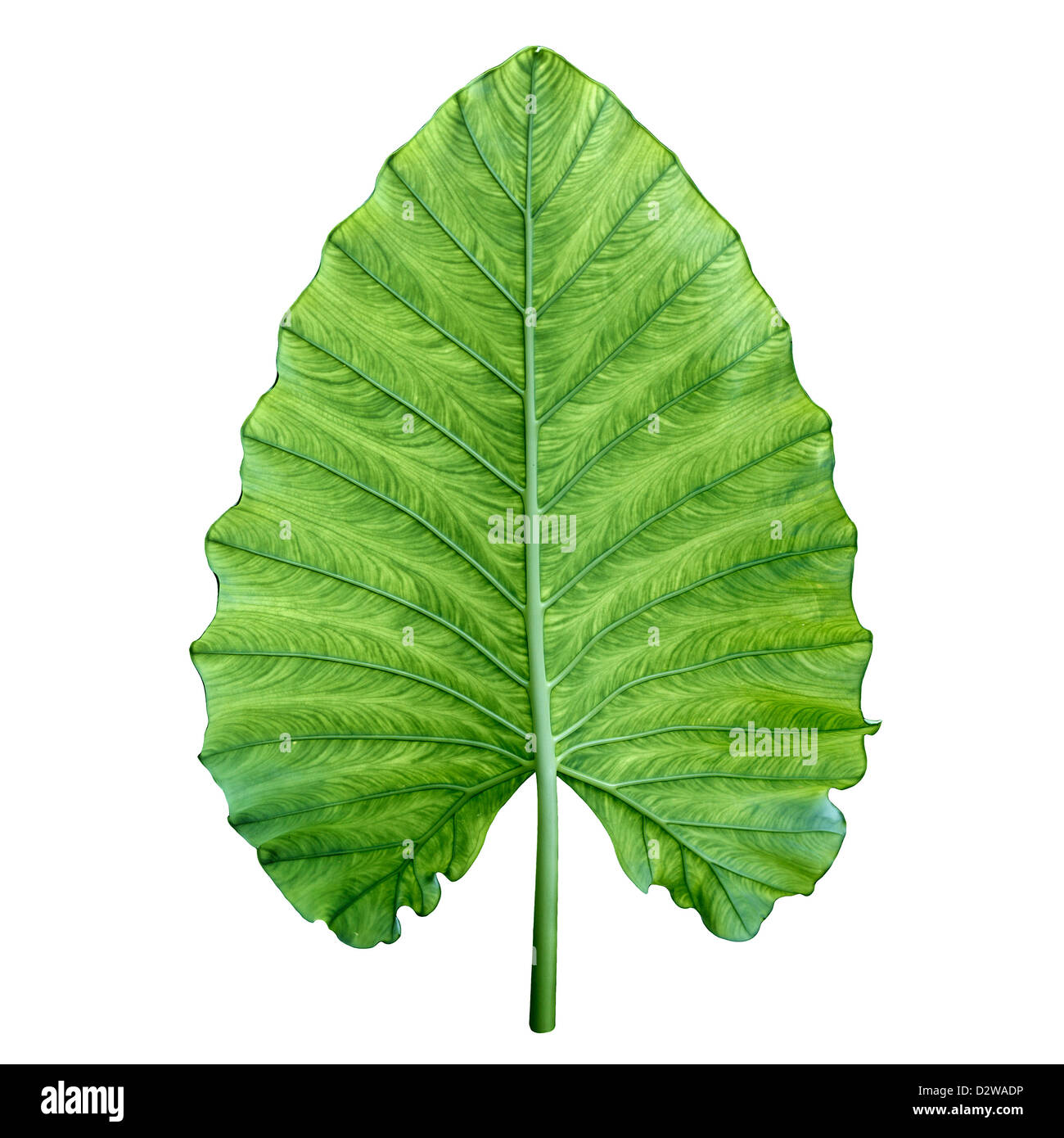 Un unico grande verde foglia tropicale - Montante Gigante a orecchio di elefante, night-profumato Lily (Odora alocasia) Foto Stock