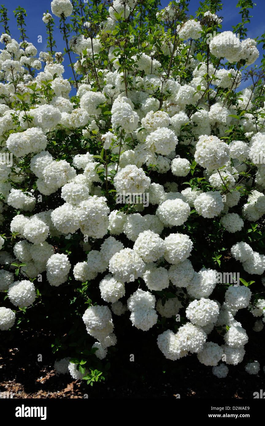 Snowball bush (Viburnum opulus ) Foto Stock