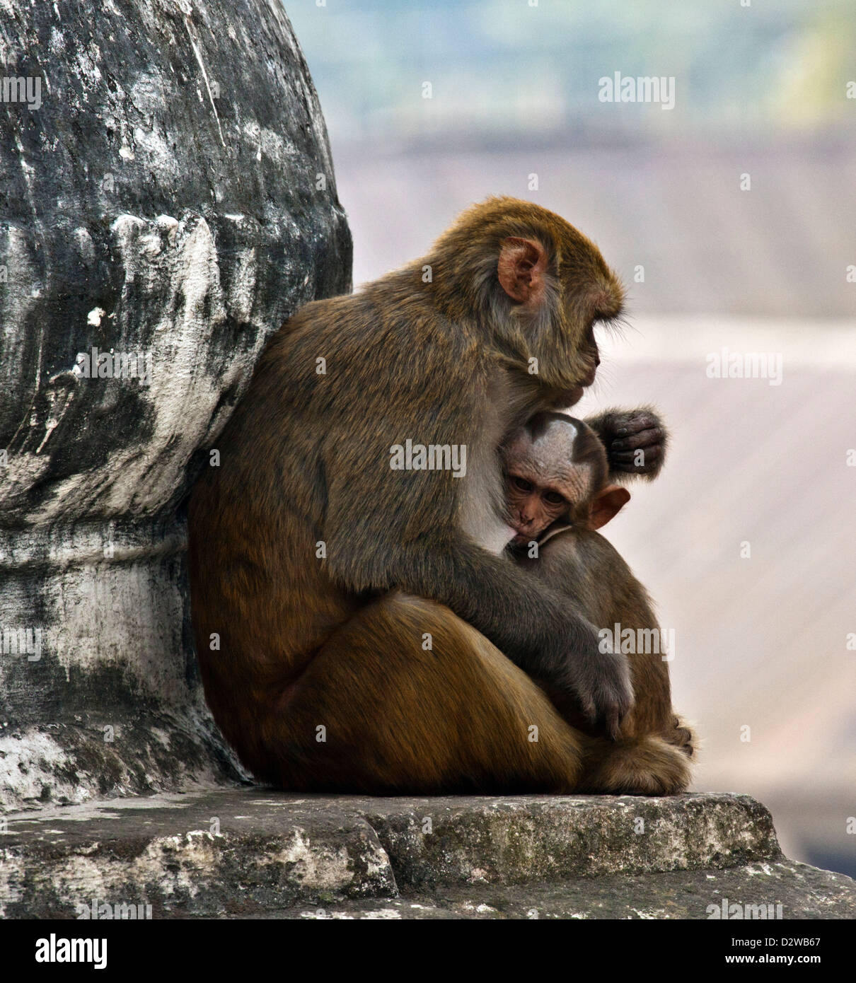 Macaque il bambino e la Madre scimmia presso il Tempio di Pashupatinath a Kathmandu, Nepal. Foto Stock