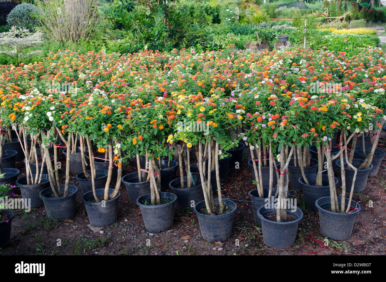 Lantana in pentola floreale per la vendita nel mercato dei fiori, Thailandia Foto Stock