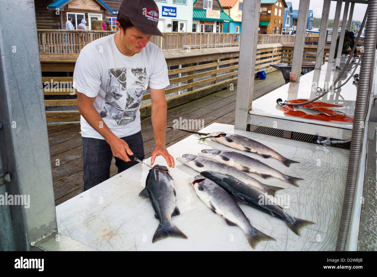 Fisherman e charter boat capitani la pulizia del loro pescato del giorno sul dock, Seward, Alaska, STATI UNITI D'AMERICA Foto Stock