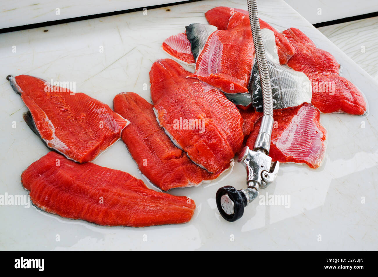 Argento, o Coho di filetti di salmone. Pescato fresco, dock di Seward, Alaska, STATI UNITI D'AMERICA Foto Stock