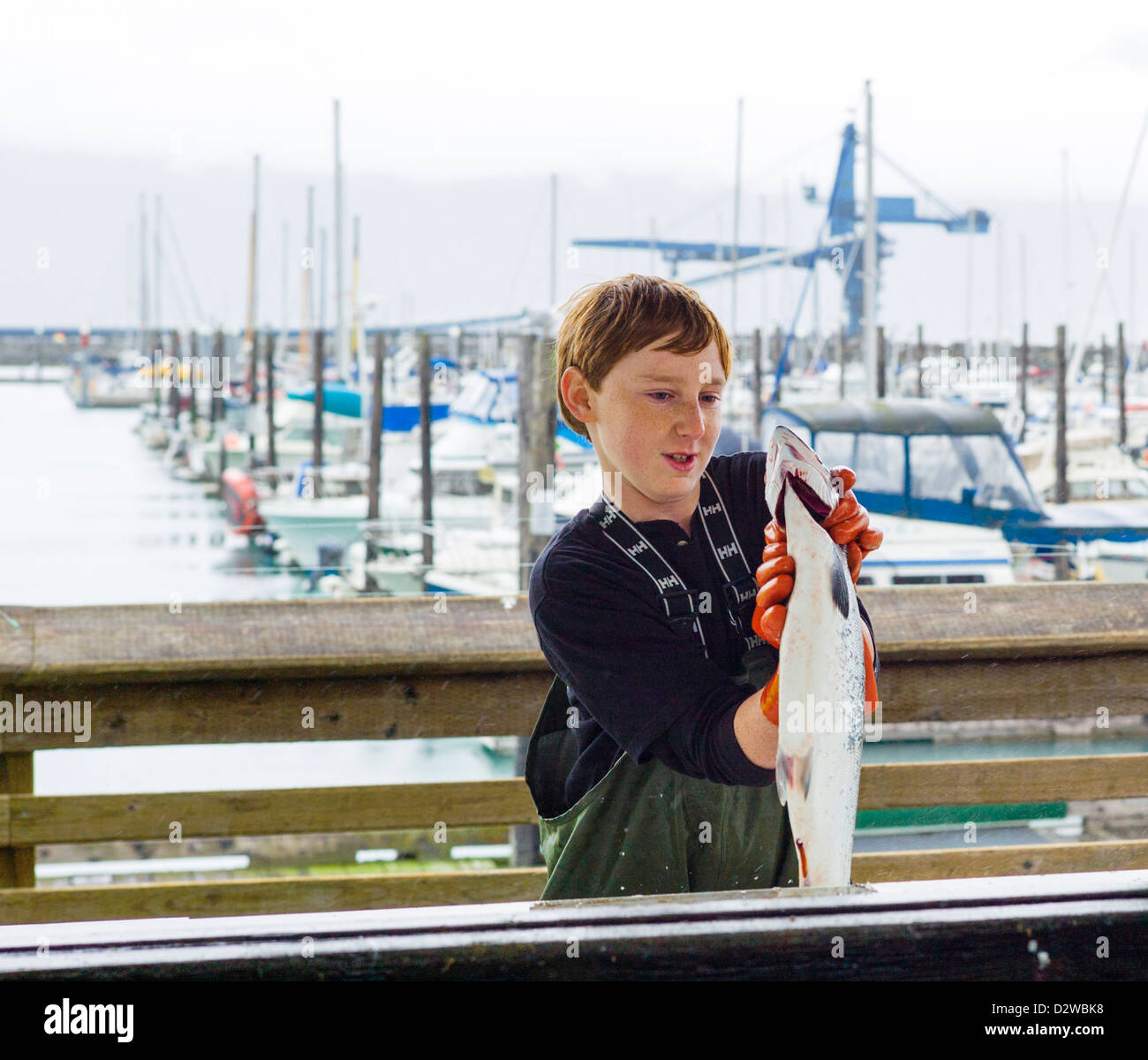 Ragazzo adolescente, pescatore, pulizia del pescato del giorno sul dock, Seward, Alaska, STATI UNITI D'AMERICA Foto Stock