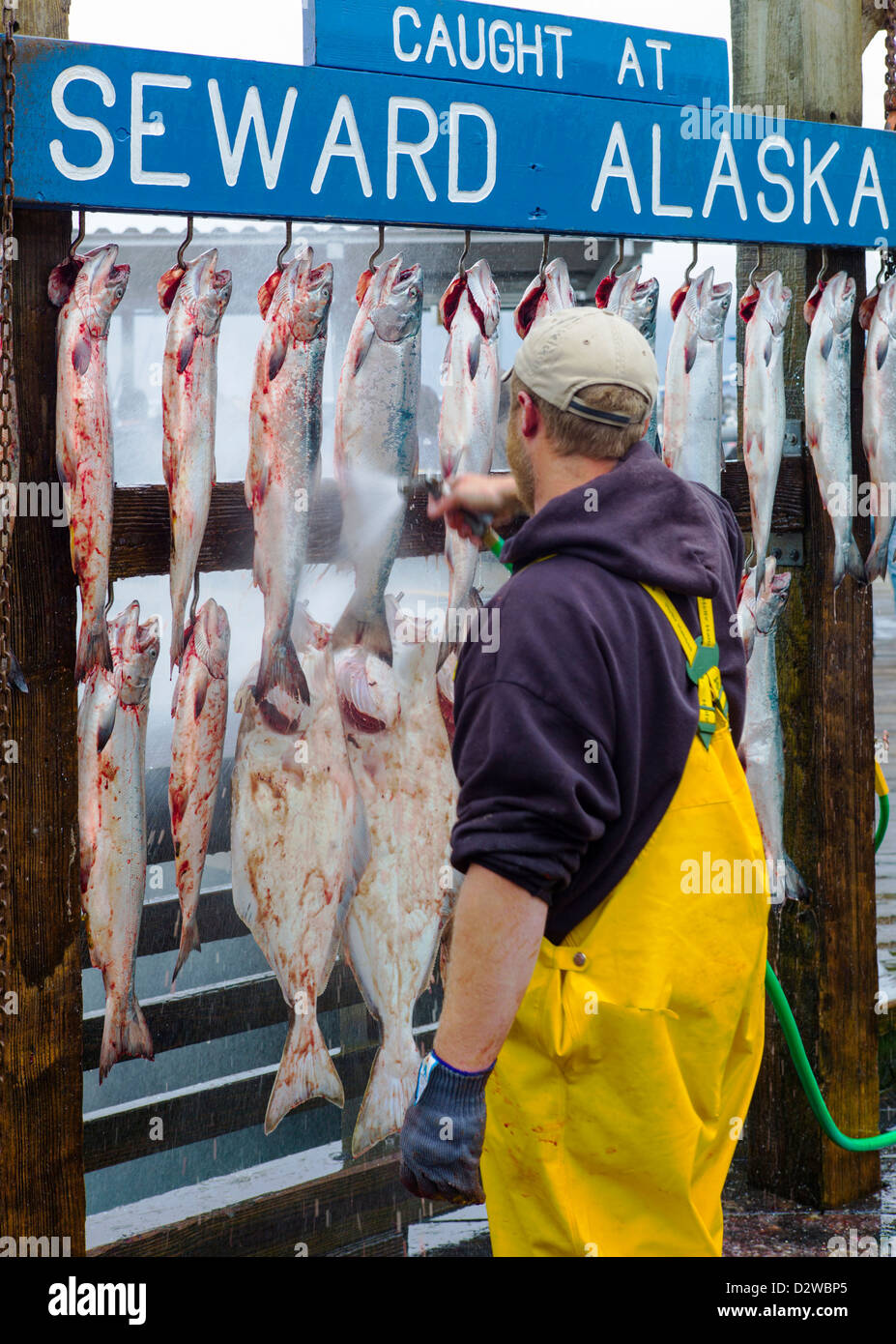 Charter Barche da pesca capitani appendere il pescato del giorno per il cliente le fotografie, Seward, Alaska, STATI UNITI D'AMERICA Foto Stock
