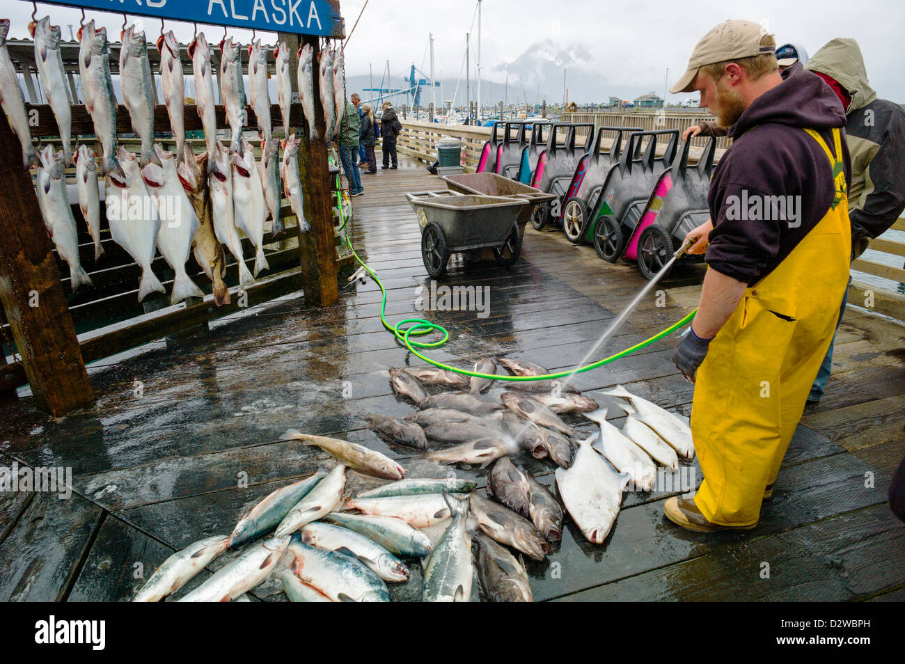 Charter Barche da pesca capitani appendere il pescato del giorno per il cliente le fotografie, Seward, Alaska, STATI UNITI D'AMERICA Foto Stock