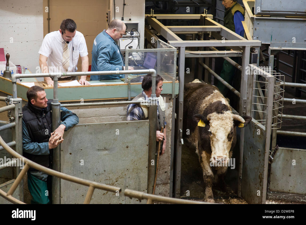 Bakewell mercato del bestiame, Bakewell, Derbyshire, England, Regno Unito Foto Stock