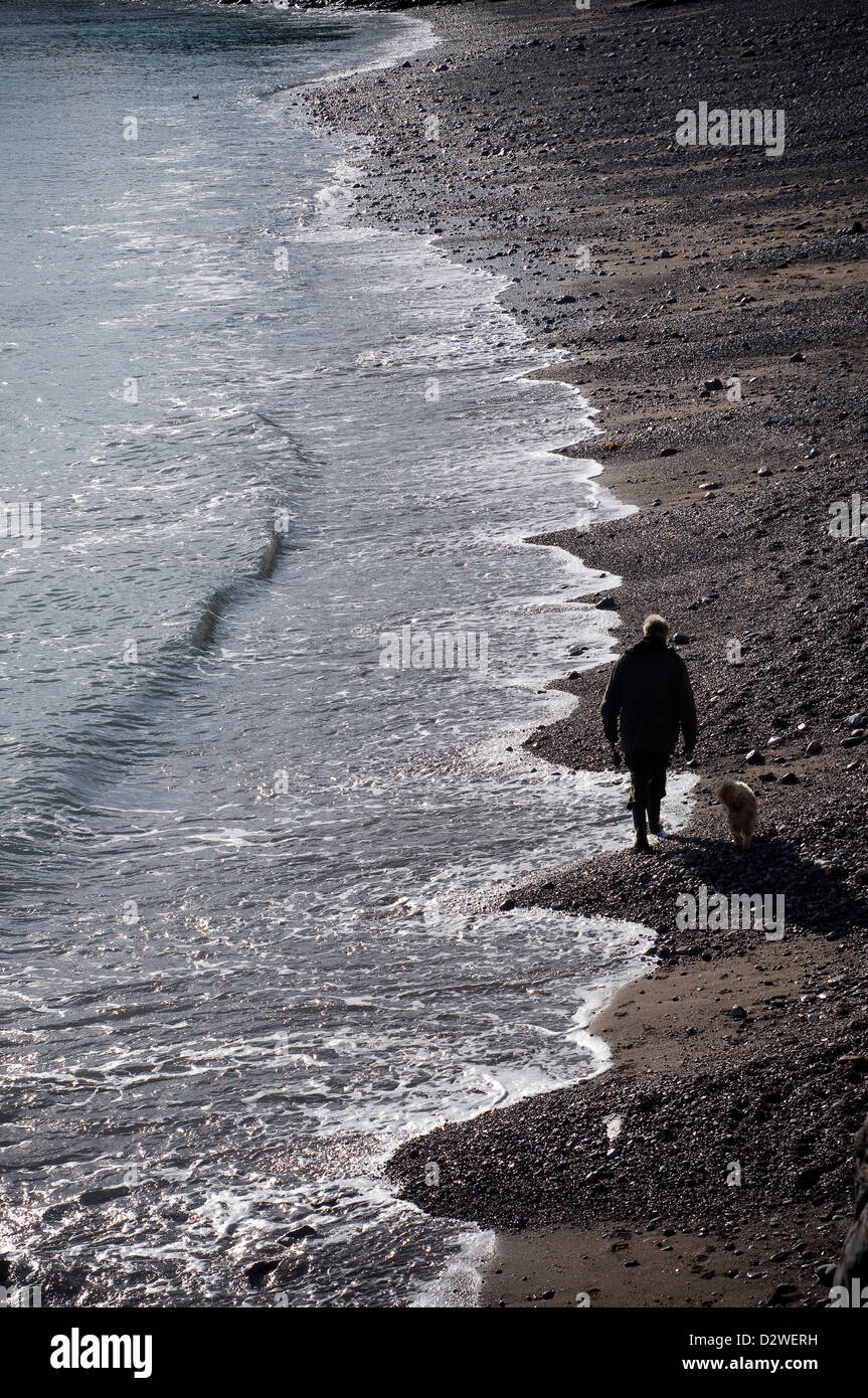 Cane a camminare su Meadfoot Beach,Torquay, Devon,marea, Foto Stock