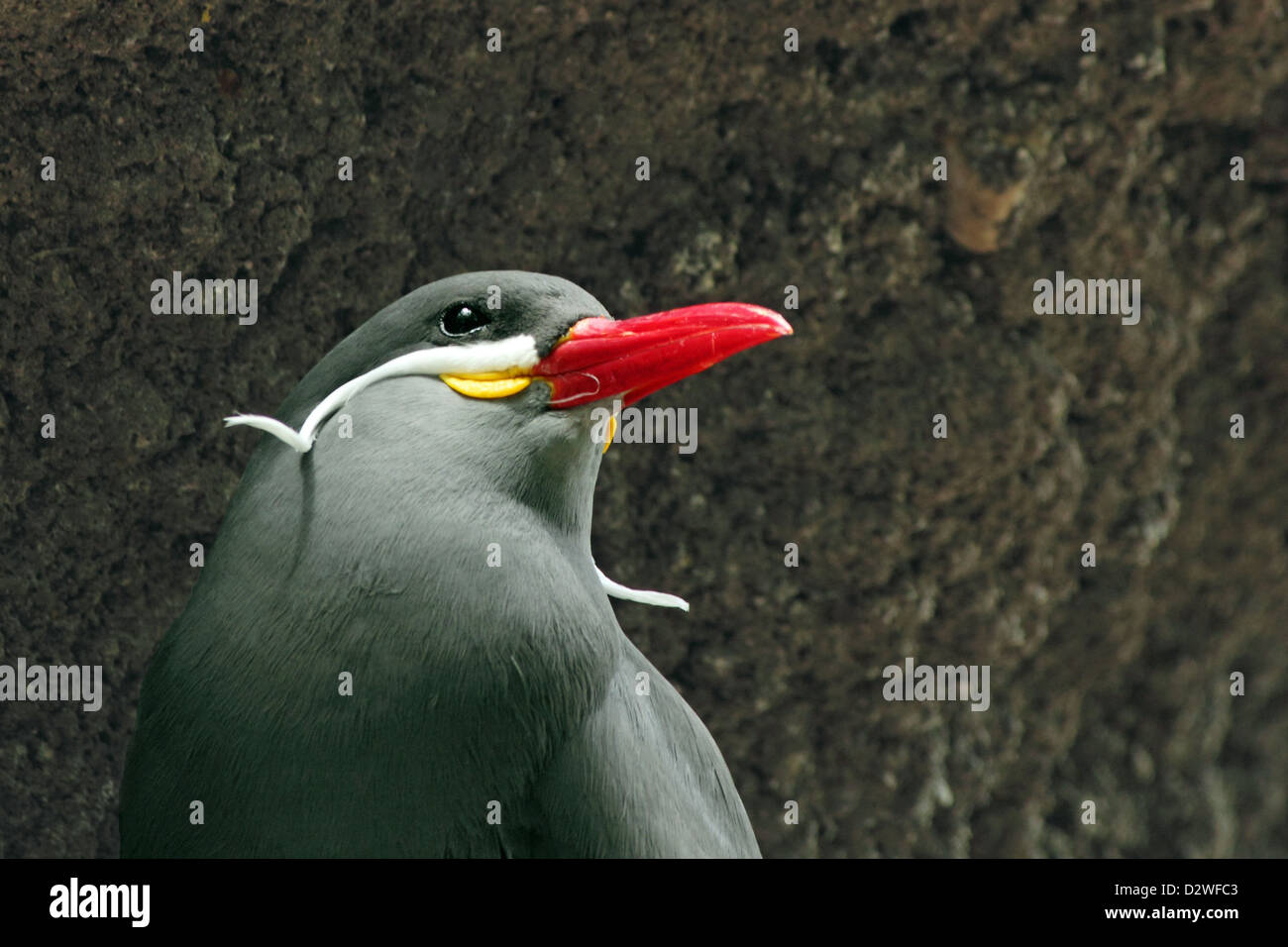 Un Inca Tern pone Foto Stock