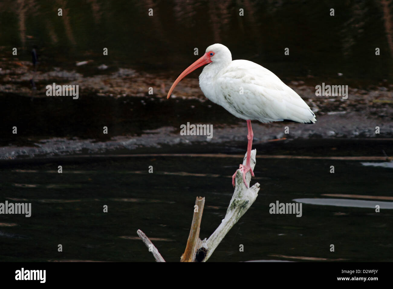 Un bianco Ibis posatoi su un vecchio ceppo in una palude salata Foto Stock