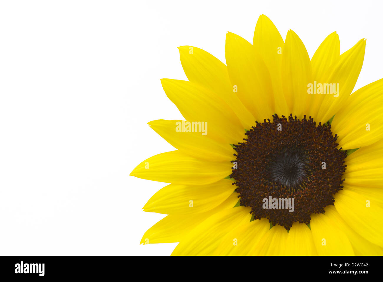 Girasole, Helianthus annuus Foto Stock