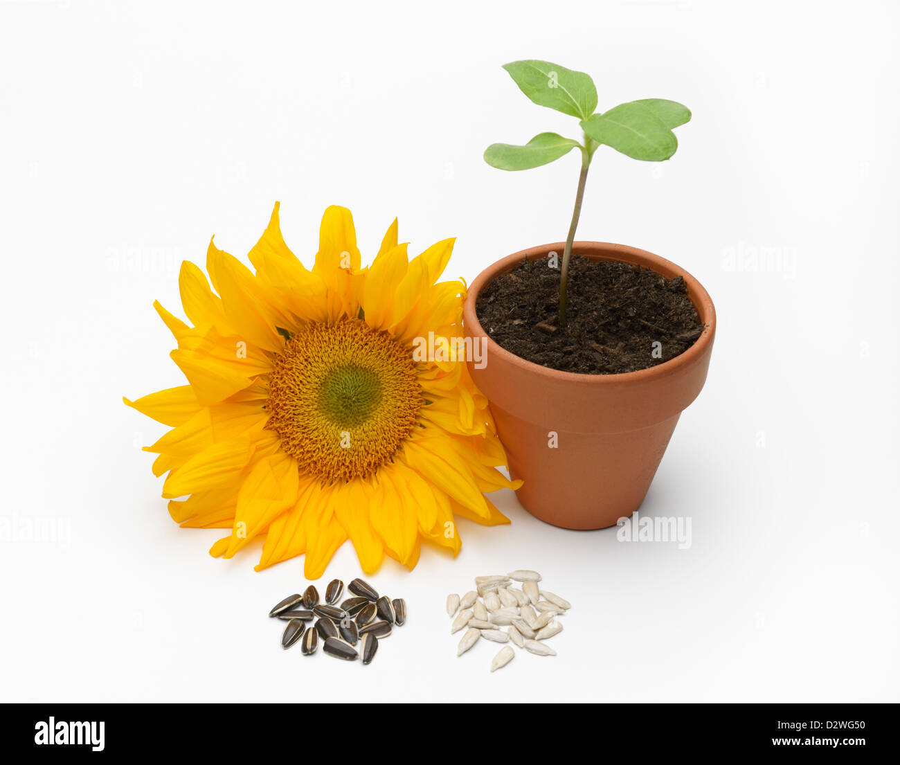 Girasole, Helianthus annuus Foto Stock