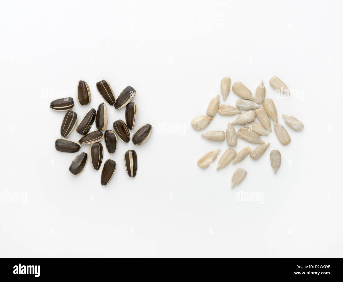 Girasole, Helianthus annuus, semi. Il bianco è il kernel del frutto (achene). Il nero 'shell' è il pericarpo Foto Stock